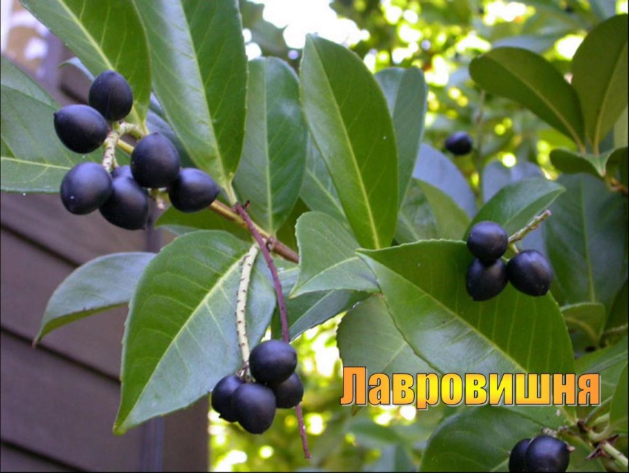 Лавровишня лекарственная (Prunus laurocerasus)