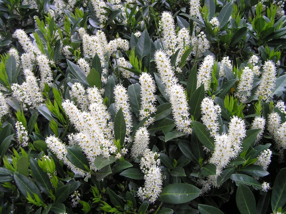Лавровишня laurocerasus