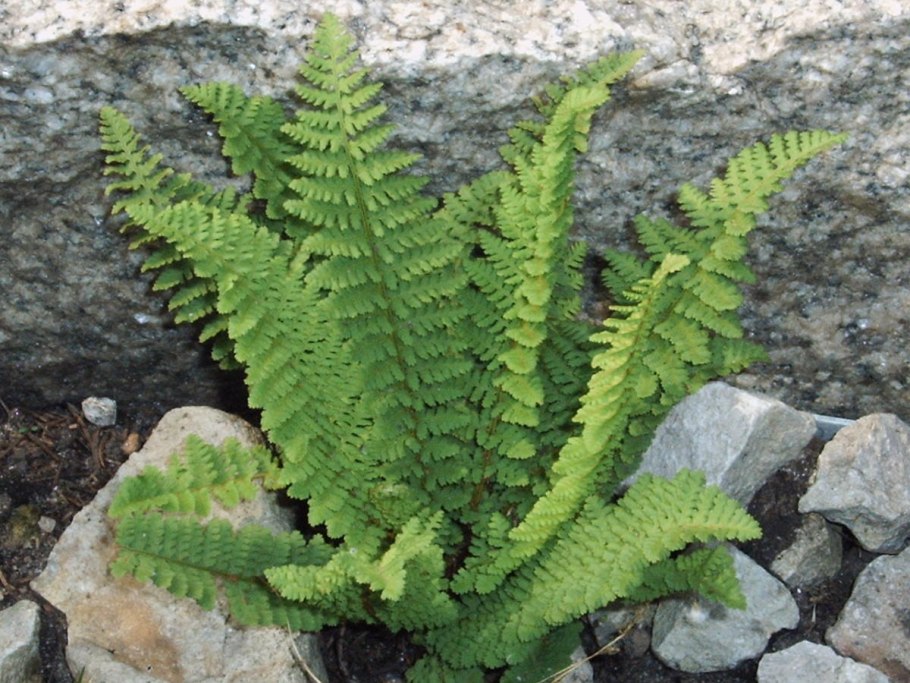 Адиантум стоповидный