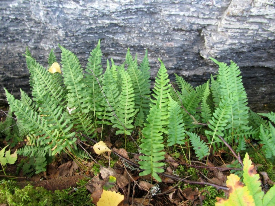 Многоножка обыкновенная Polypodium vulgare
