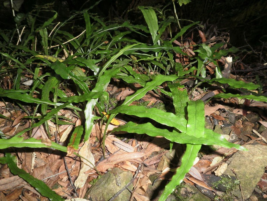 Polypodiopsida стебель крупно