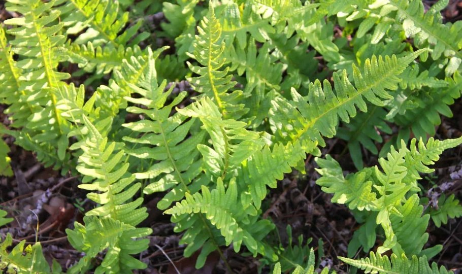 Многоножка обыкновенная папоротник