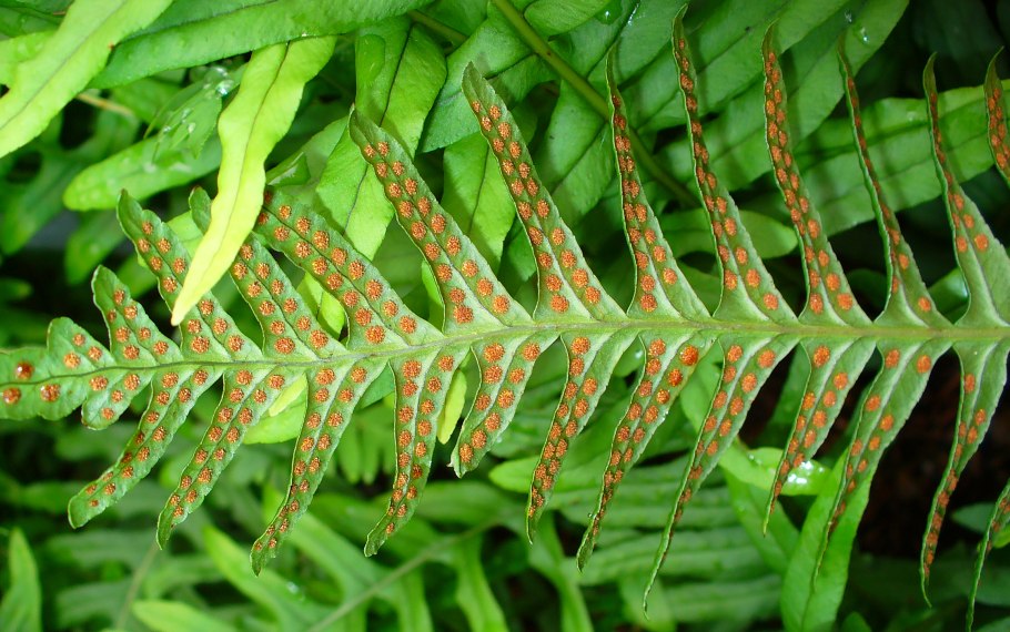 Многоножка обыкновенная Polypodium vulgare