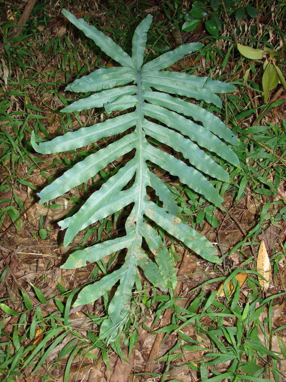 Asplenium daghestanicum