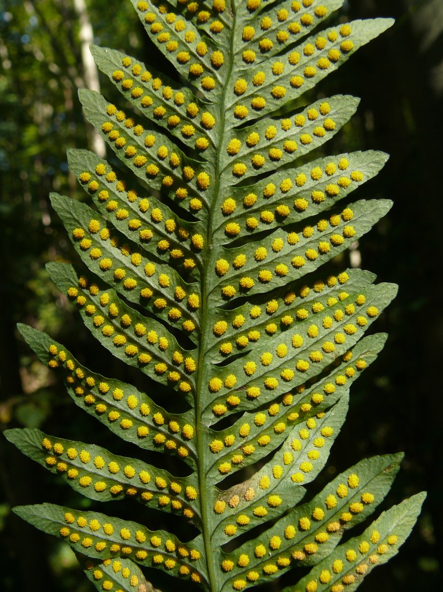 Многоножка обыкновенная Polypodium vulgare