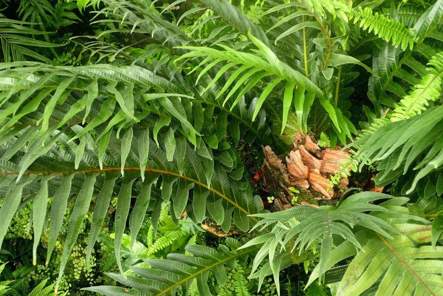 Циртомиум папоротник