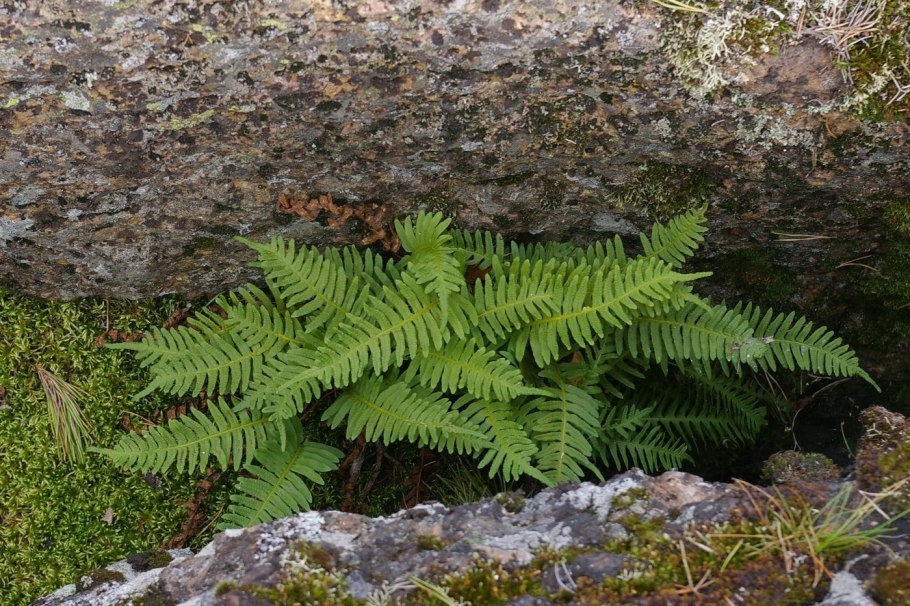 Многоножка обыкновенная