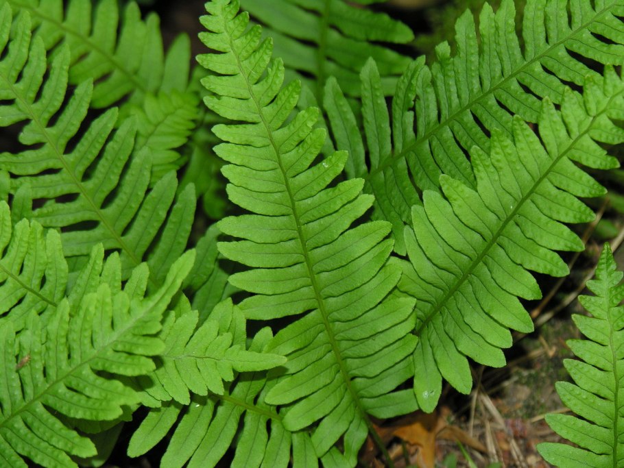 Многоножка обыкновенная Polypodium vulgare