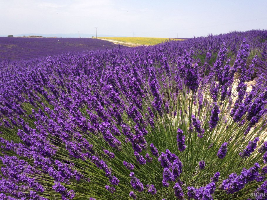 Лаванда узколистная (Lavandula angustifolia)