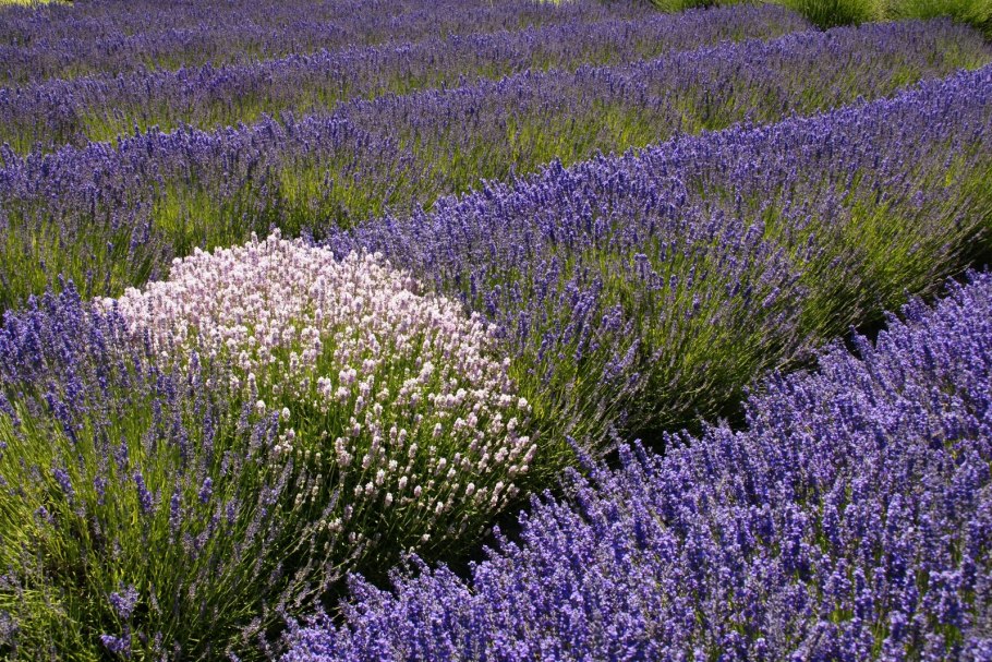 Лаванда манстед