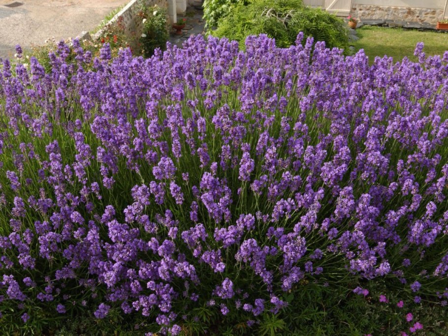 Лаванда узколистная (Lavandula angustifolia Munstead p9)