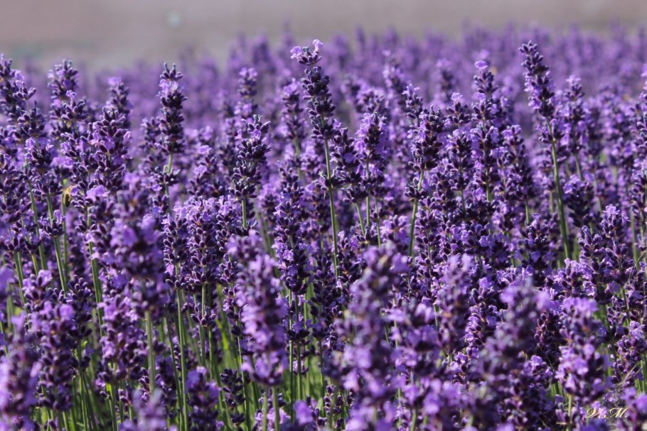 Лаванда Ангустифолия