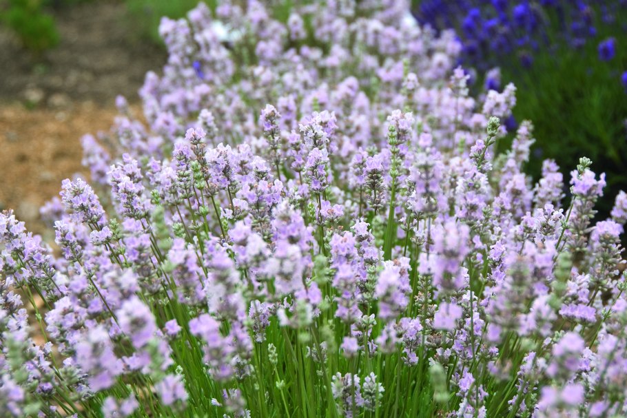 Лаванда узколистная Munstead