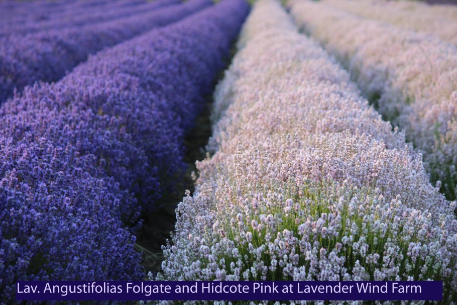 Лаванда узколистная Манстед