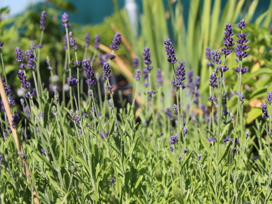 Лаванда узколистная hidcote