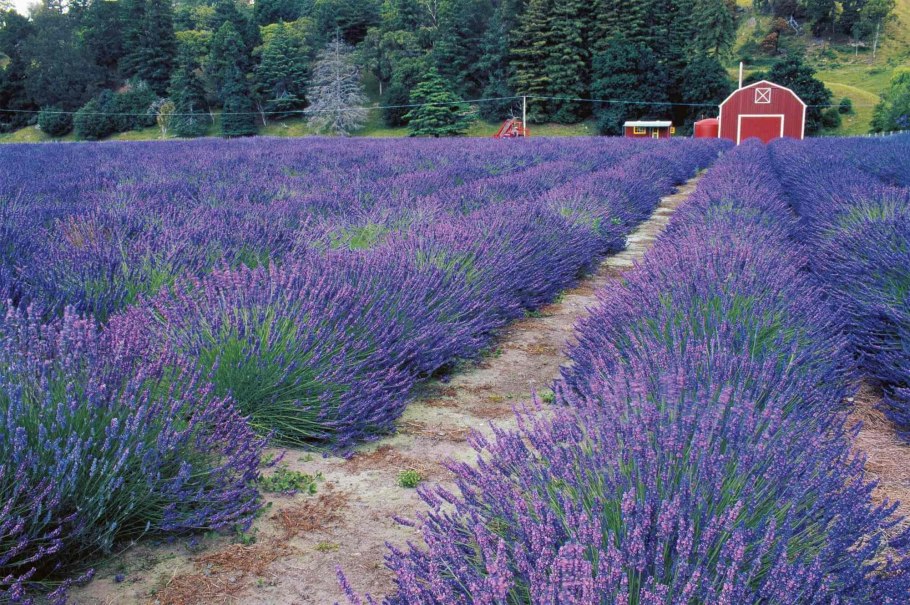 Лаванда узколистная Hidcote