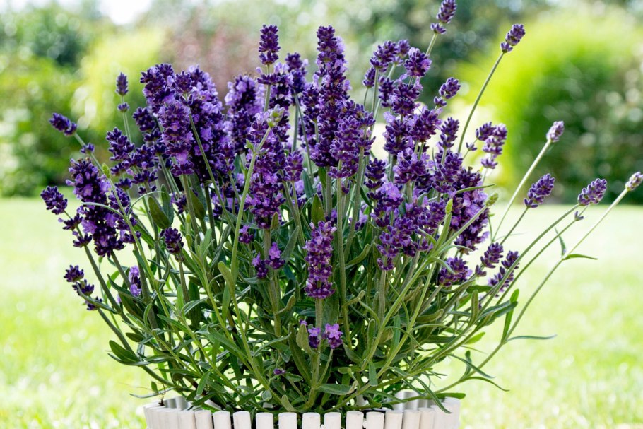 Лаванда узколистная (Lavandula angustifolia)