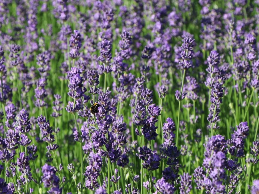 Лаванда Hidcote