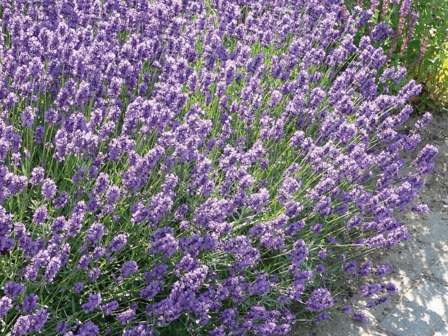 Лаванда узколистная Хидкот (Hidcote)