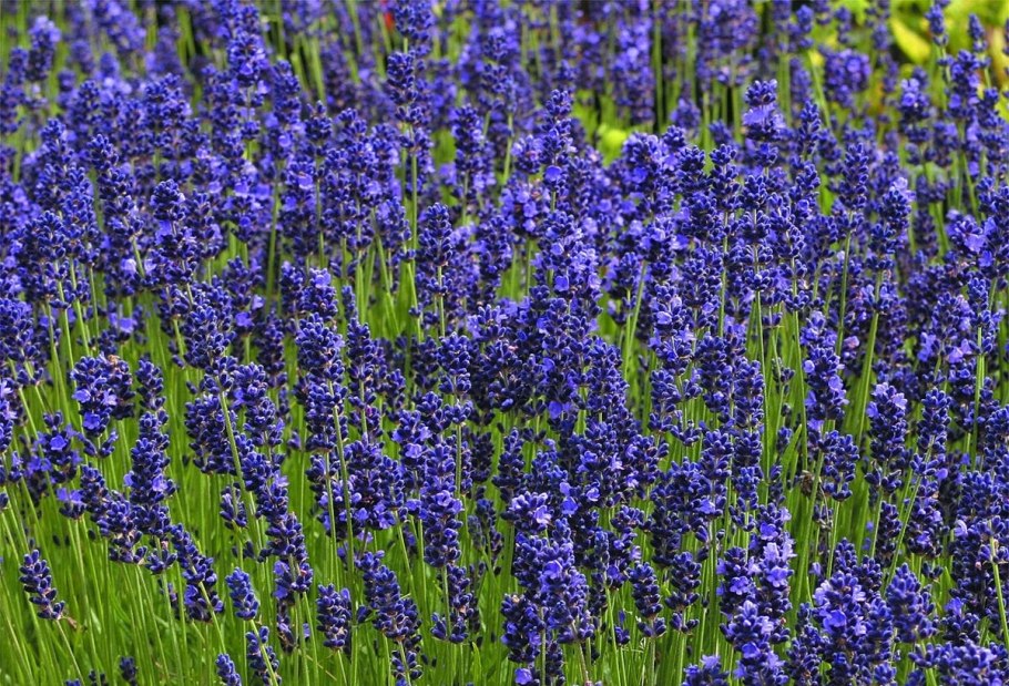 Лаванда узколистная Дварф Блю