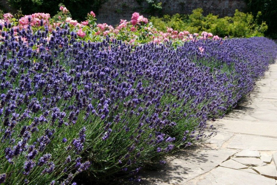 Лаванда узколистная Манстед