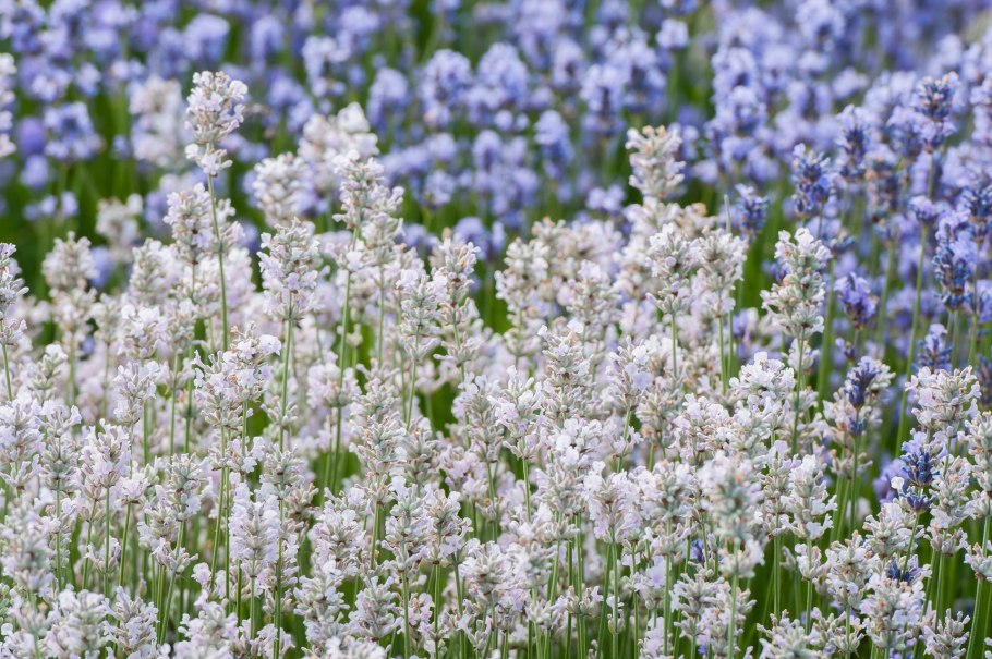 Лаванда узколистная Hidcote