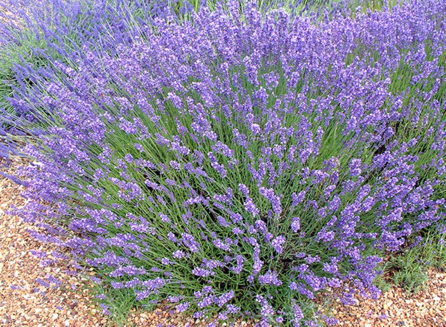 Лаванда узколистная Хидкот