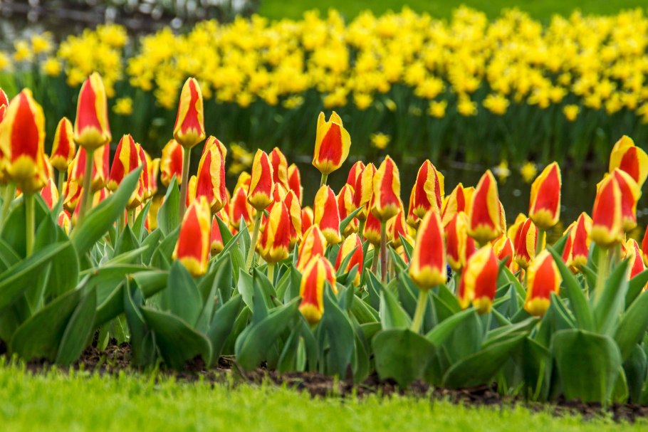 Тюльпан молто Амата