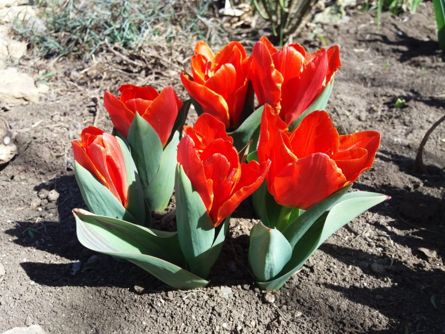 Тюльпан Иоганн Штраус