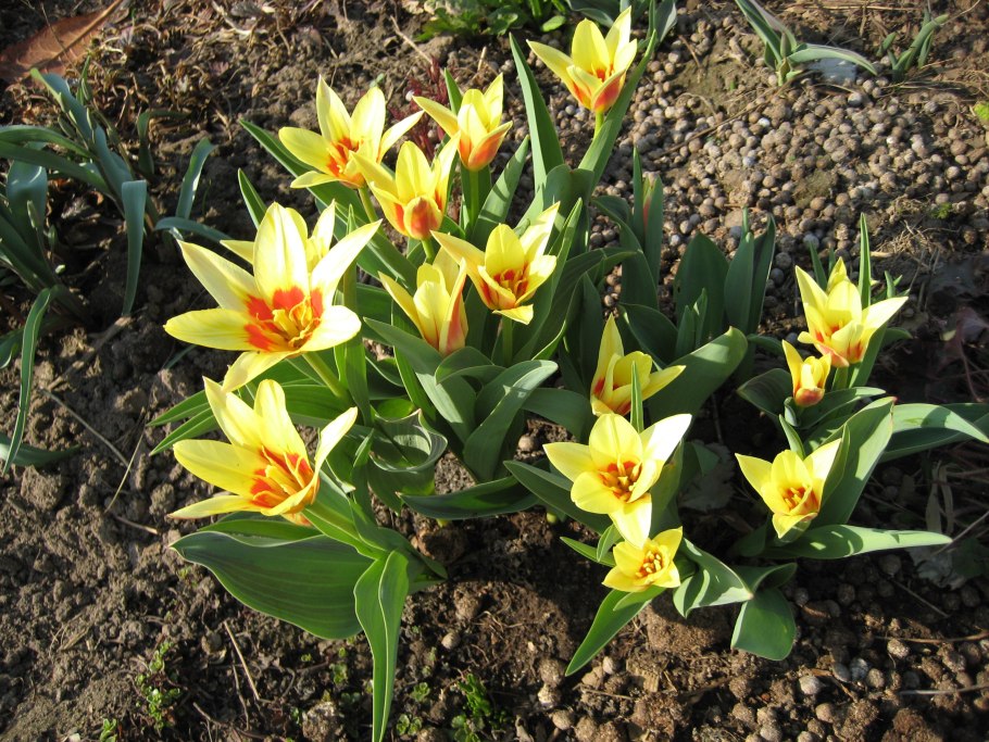 Тюльпан Кауфмана корона