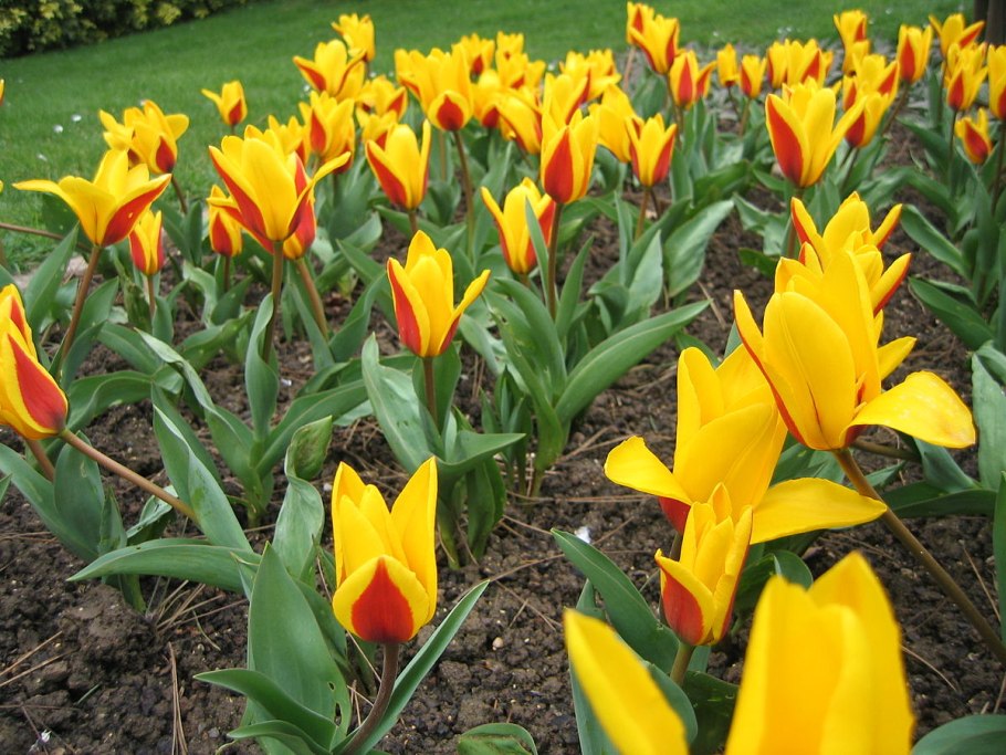 Тюльпан Грейга оранж Торонто