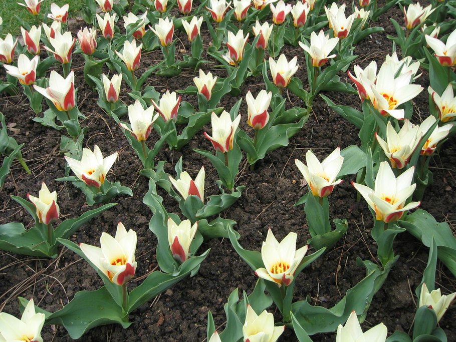 Tulipa kaufmanniana тюльпан Кауфмана