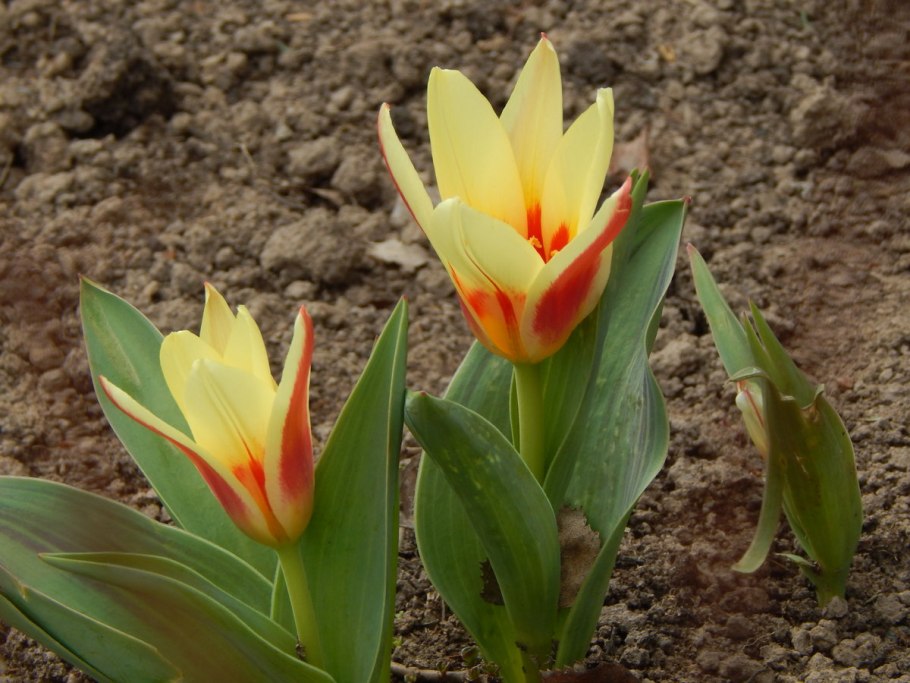 Tulipa kaufmanniana тюльпан Кауфмана