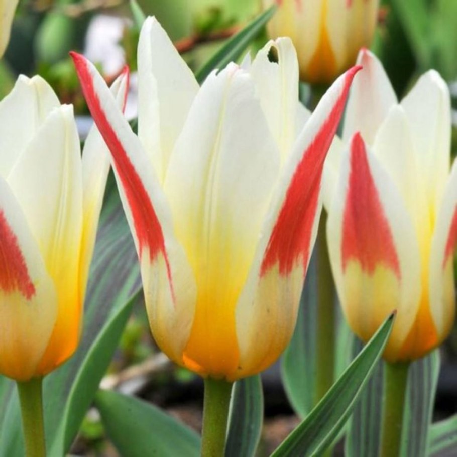 Тюльпан Кауфмана корона