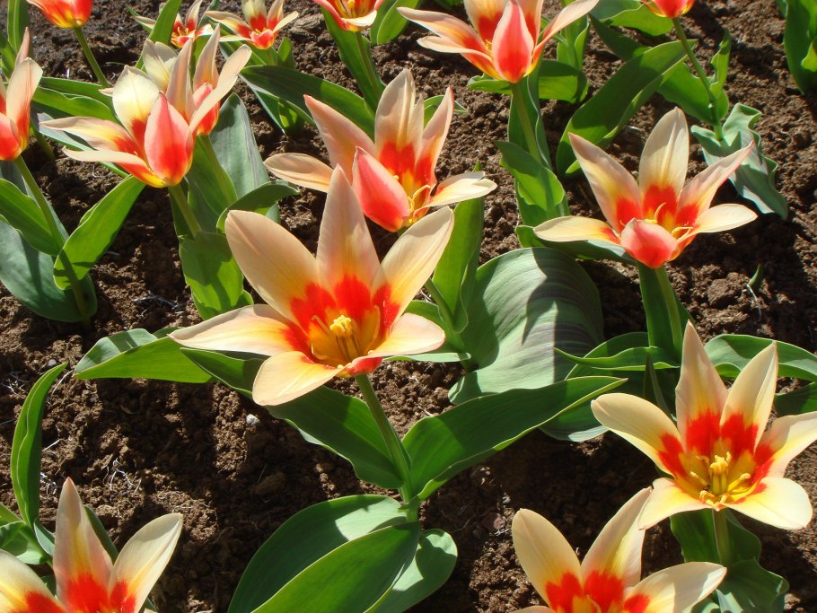 Тюльпан Иоганн Штраус