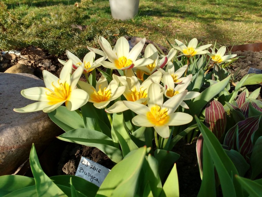 Tulipa kaufmanniana тюльпан Кауфмана