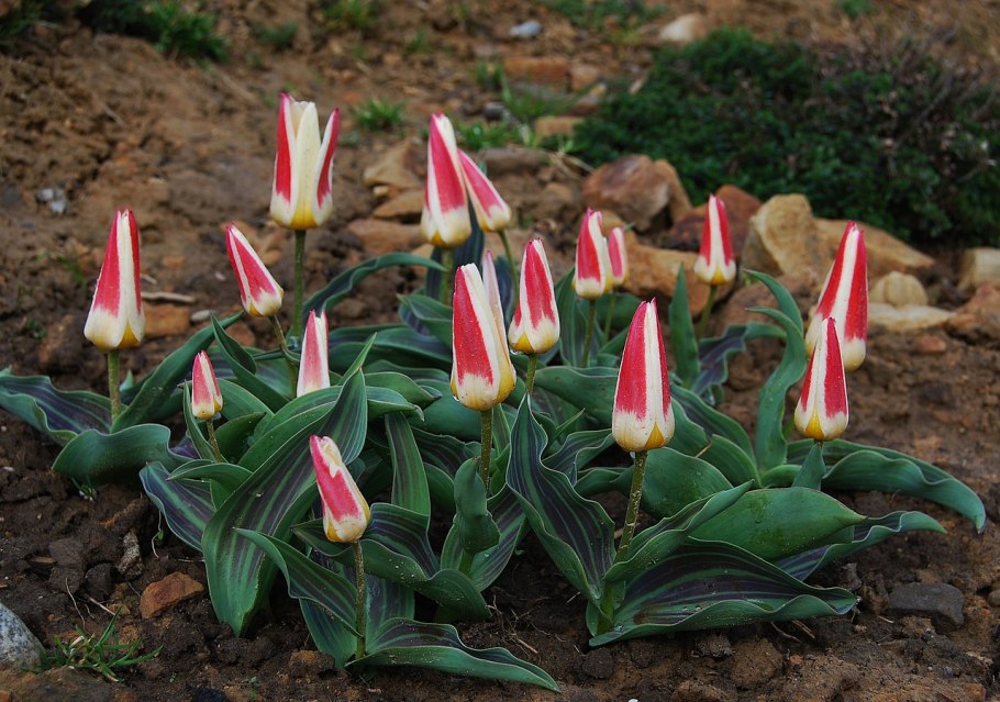 Тюльпан Анцилла