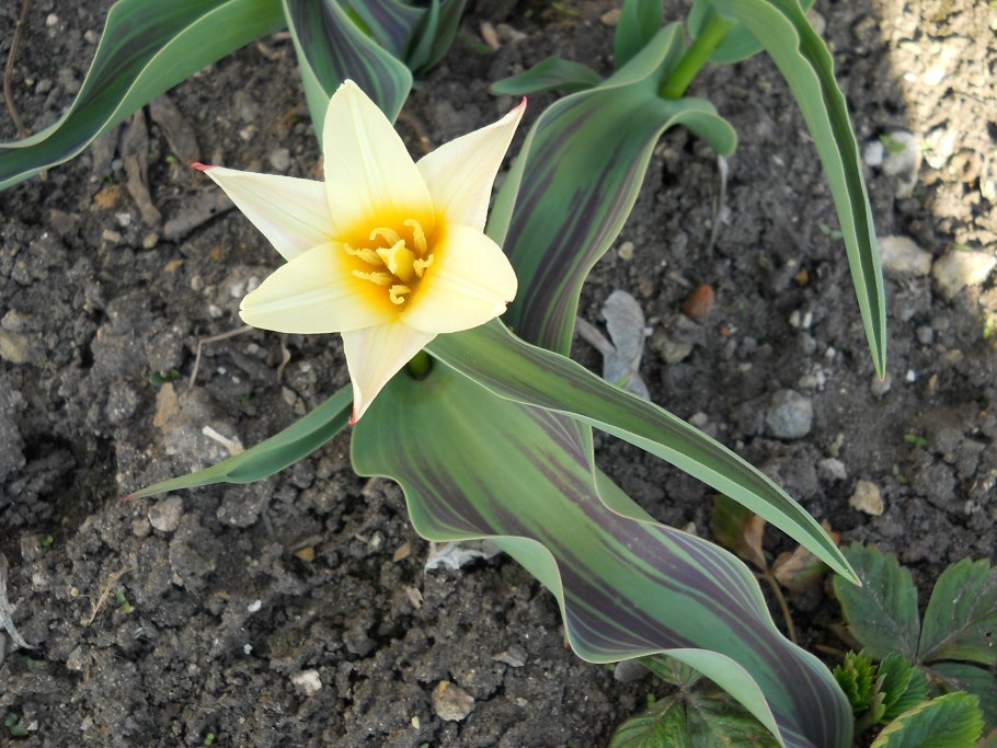 Тюльпан Tulipa Stresa