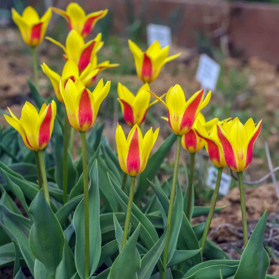 Тюльпан Стреза