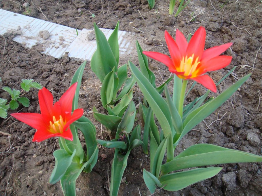 Тюльпан Стреза Кауфмана