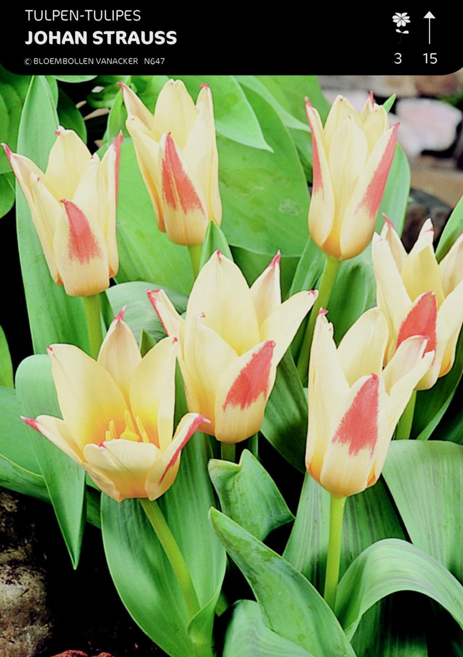 Тюльпан Кауфмана Иоганн Штраус