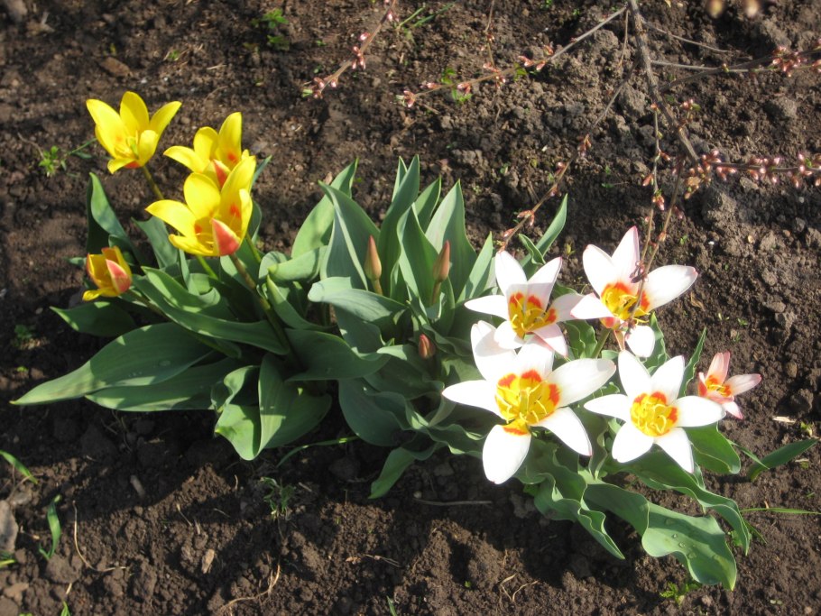 Тюльпан Элегия смесь Кауфмана