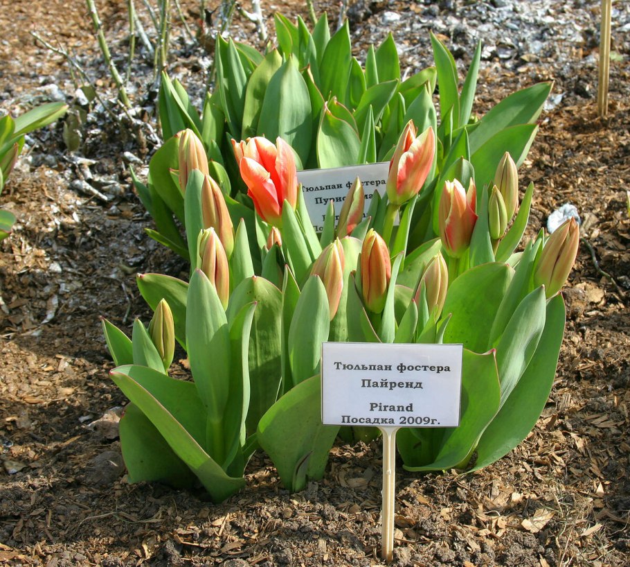 Тюльпан Кауфмана Скарлет