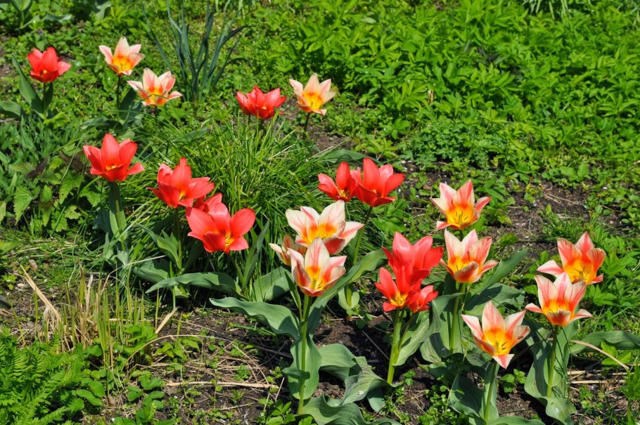 Тюльпан Анцилла