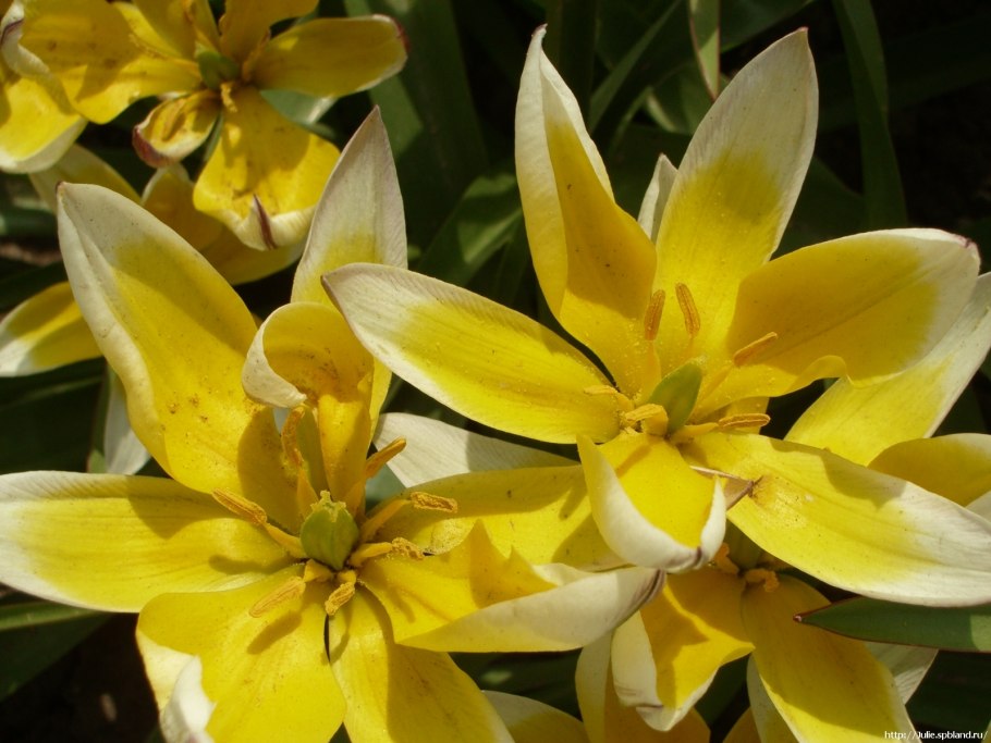 Tulipa kaufmanniana тюльпан Кауфмана