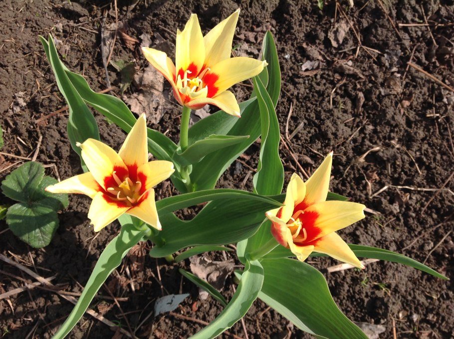 Тюльпан Кауфмана корона