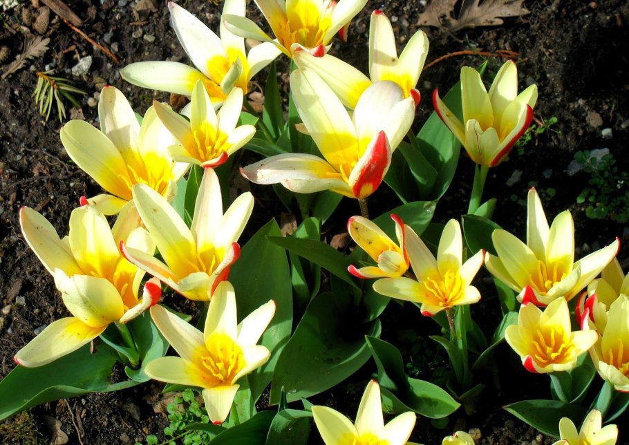 Тюльпан гибрид Кауфмана Иоганн Штраус