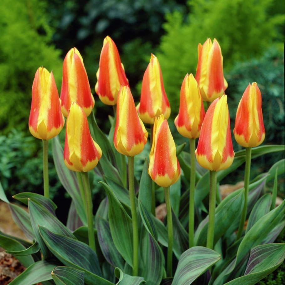 Тюльпаны Грейга Кауфмана и Фостера