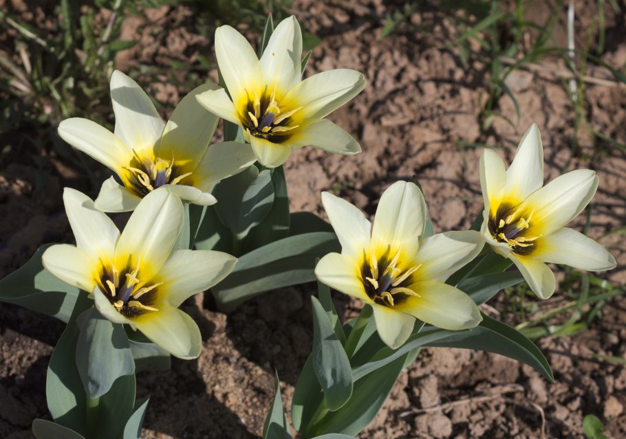 Tulipa kaufmanniana тюльпан Кауфмана