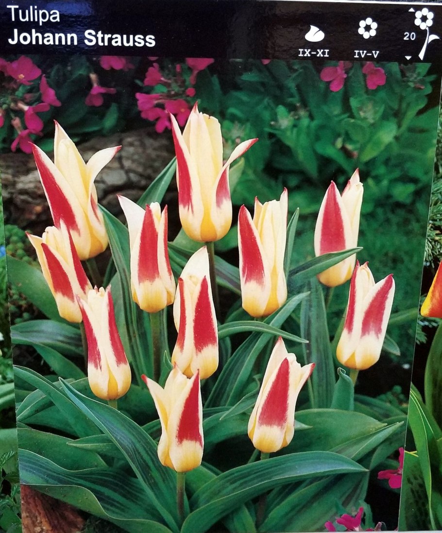 Тюльпан Кауфмана Хартс Делайт